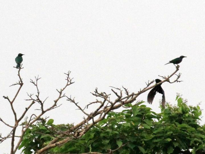 Emerald Starling