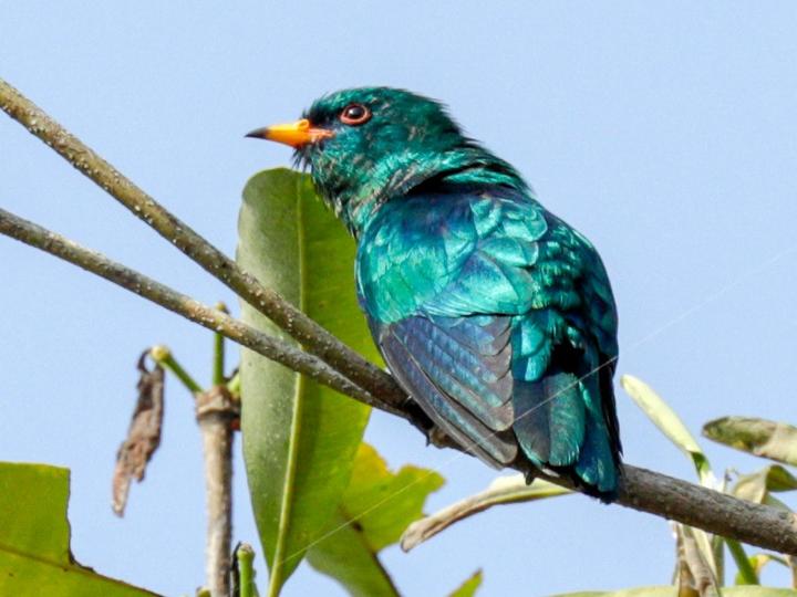 Asian Emerald Cuckoo