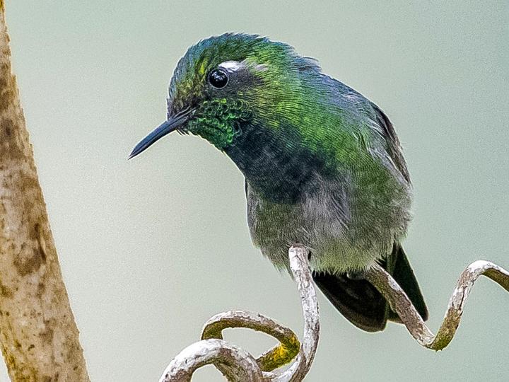 Emerald-chinned Hummingbird