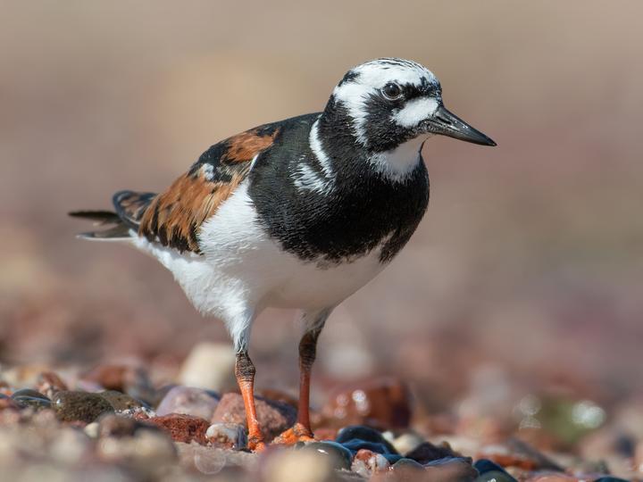 Ruddy Turnstone