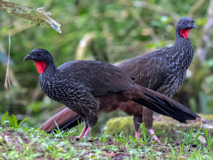 Cauca Guan
