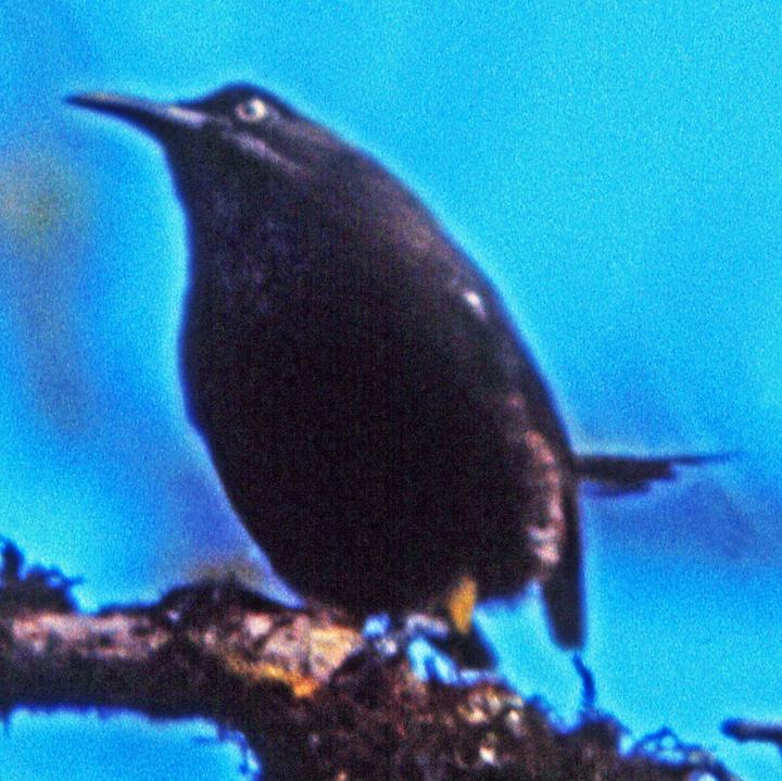 Kauai Oo