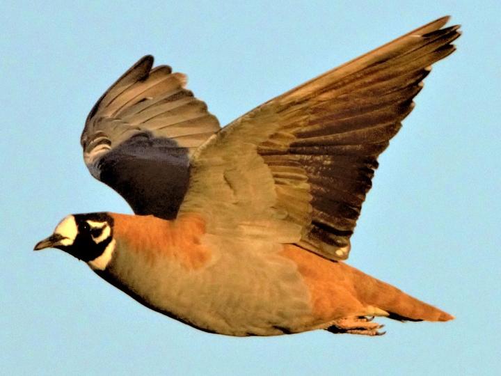Flock Bronzewing