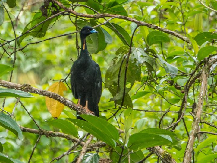 Wattled Guan
