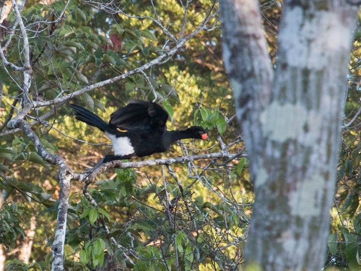 Wattled Curassow