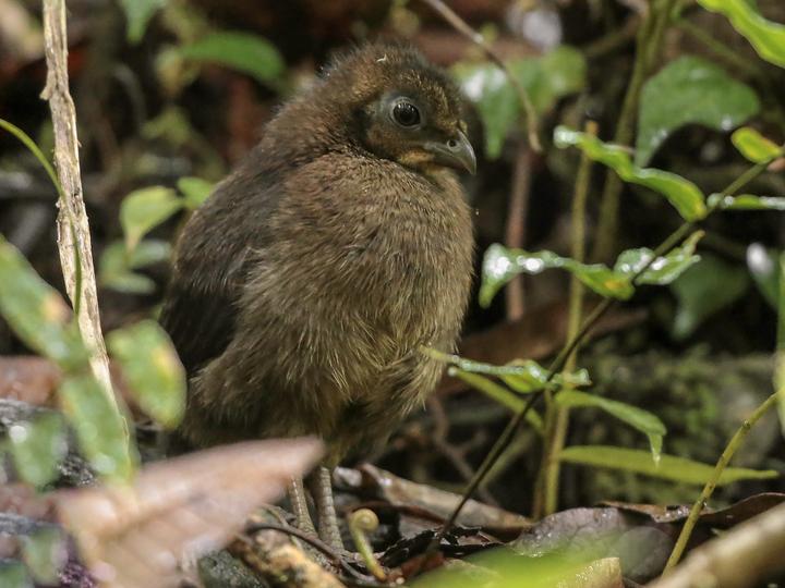 Wattled Brushturkey