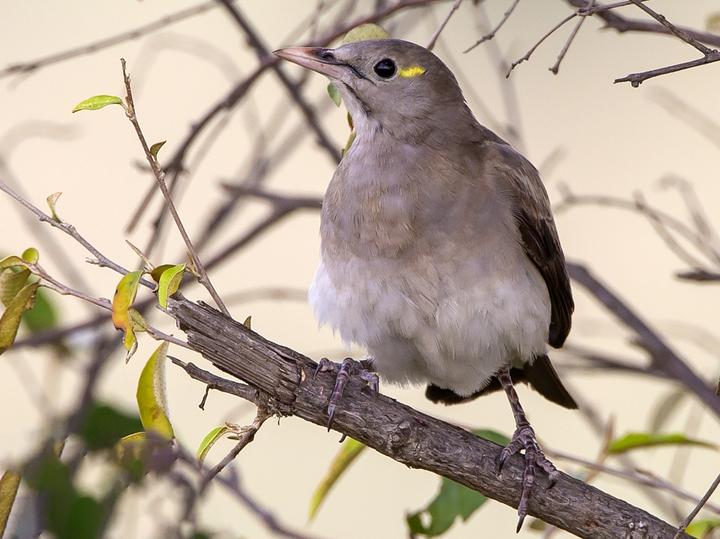 Wattled Starling