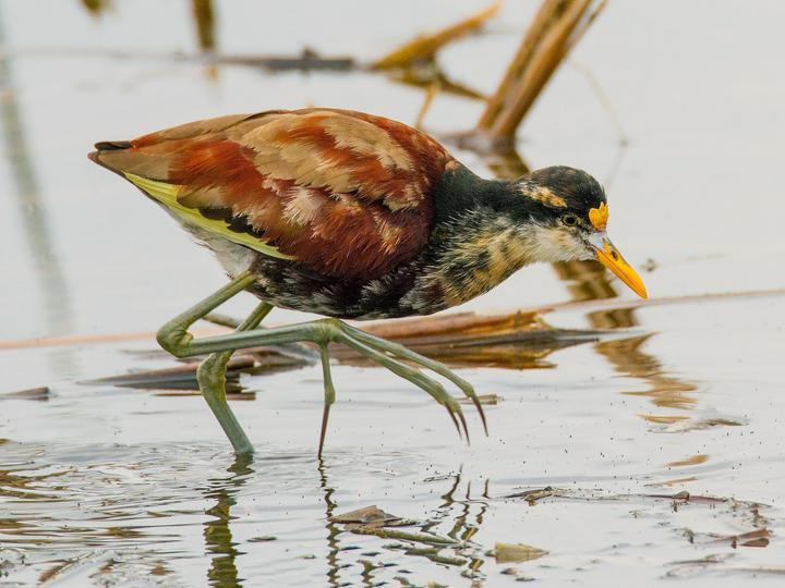 Wattled Jacana