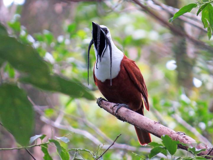 Three-wattled Bellbird