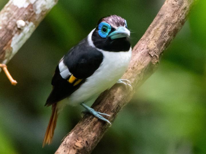Wattled Broadbill