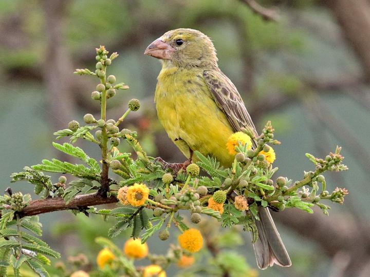Southern Grosbeak-Canary