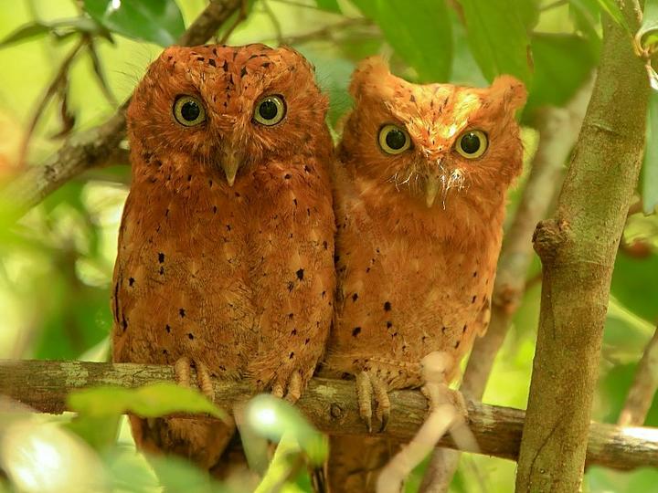 Sokoke Scops Owl