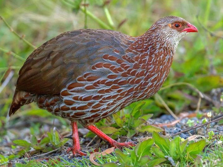 Jackson's Spurfowl