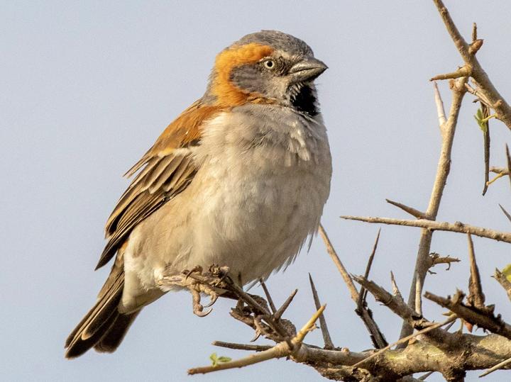 Kenya Sparrow