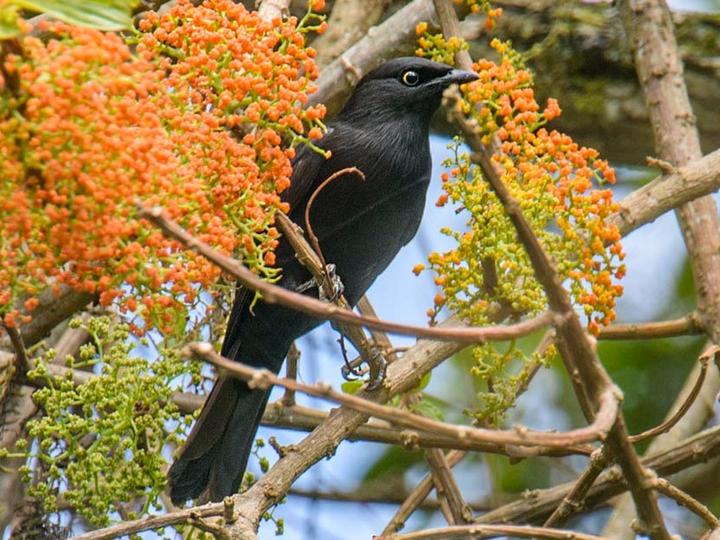 Kenrick's Starling