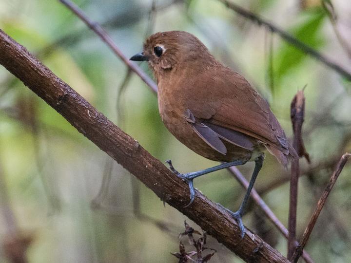 Junin Antpitta
