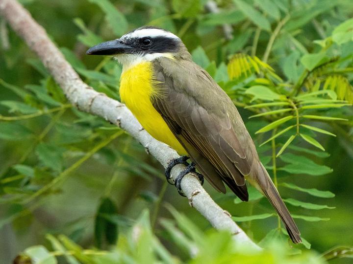 Boat-billed Flycatcher