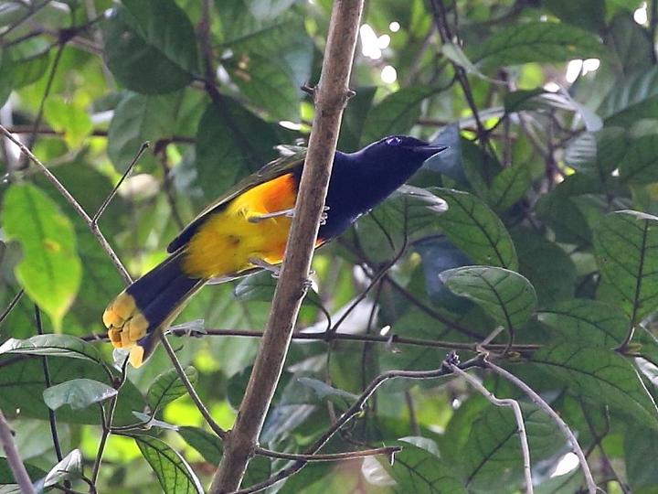 Many-colored Bushshrike