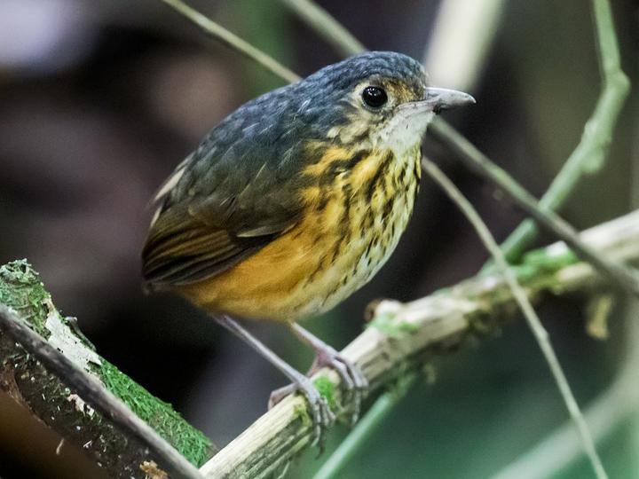 Melodious Blackbird