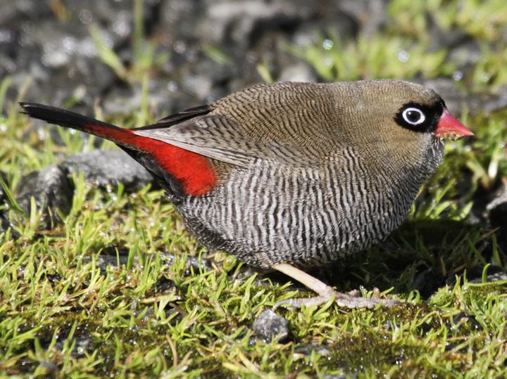 Beautiful Firetail