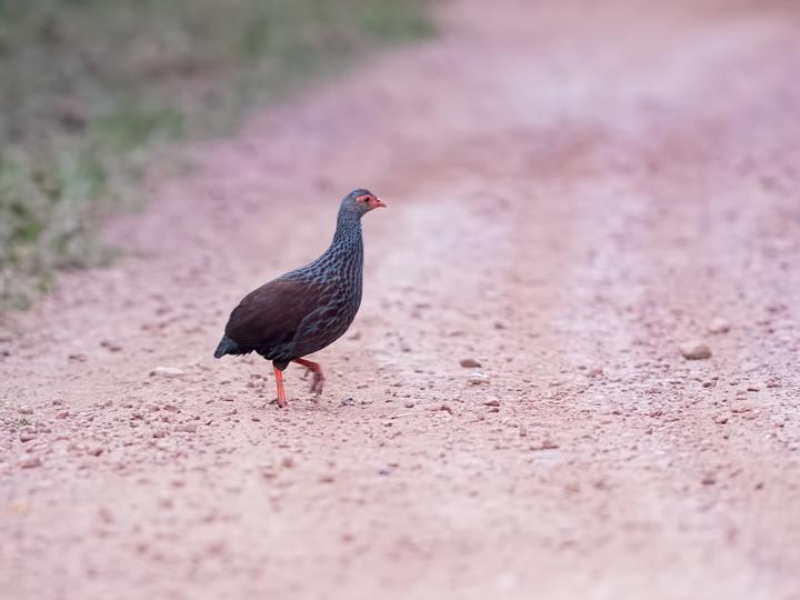 Handsome Spurfowl