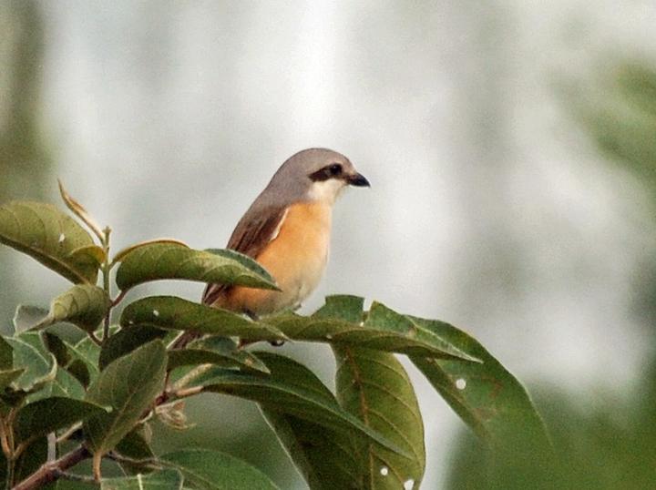 Emin's Shrike