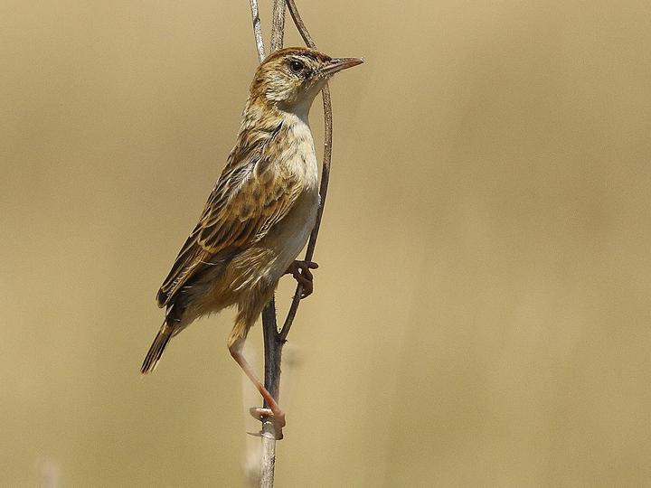 Wing-snapping Cisticola