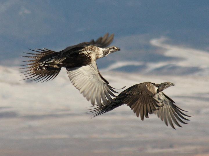 Sage Grouse