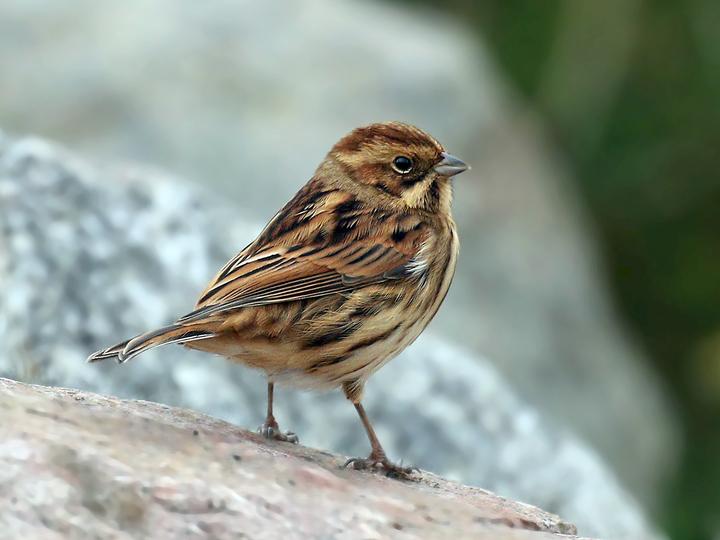 Common Reed Bunting