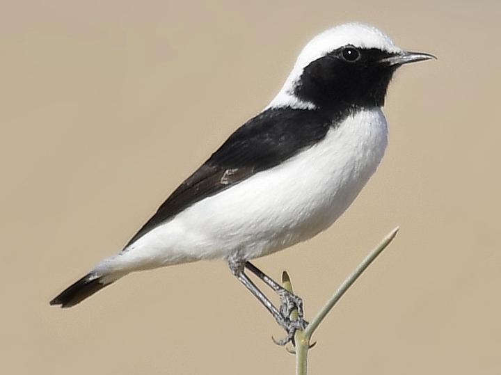 Finsch's Wheatear