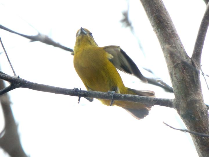 Finsch's Euphonia