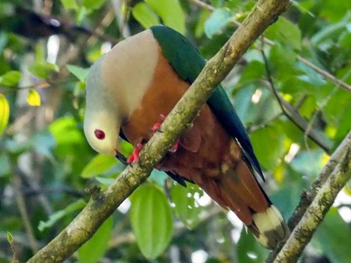 Finsch's Imperial Pigeon