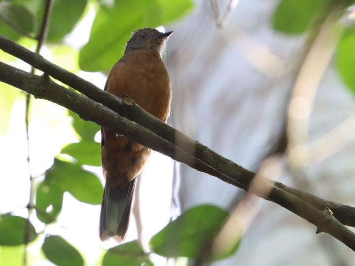 Finsch's Rufous Thrush