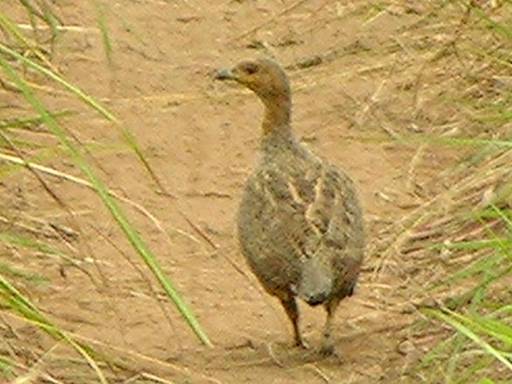 Finsch's Francolin