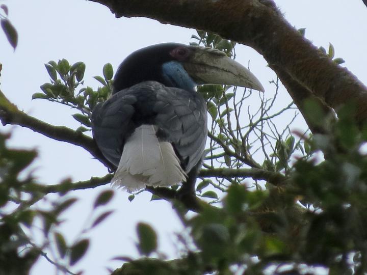 Wreathed Hornbill