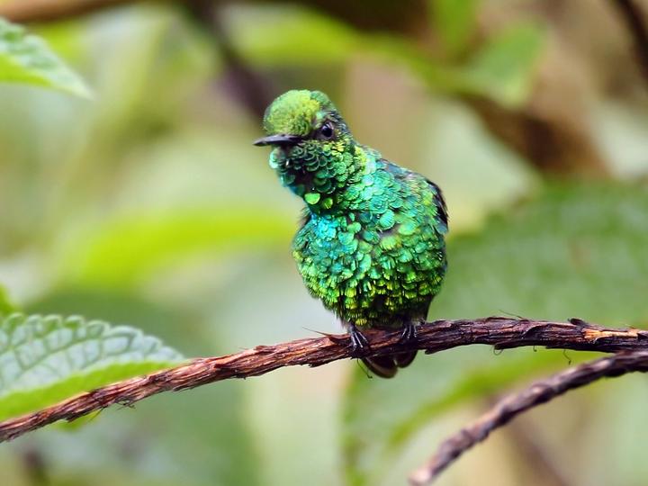 Garden Emerald