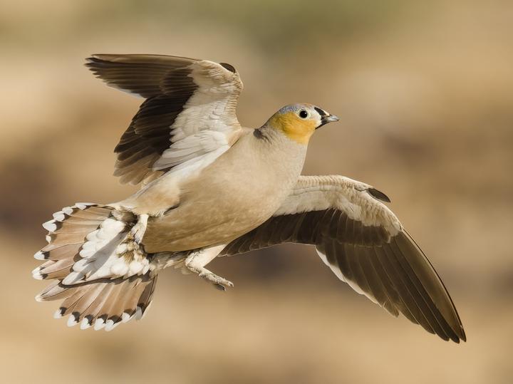 Crowned Sandgrouse