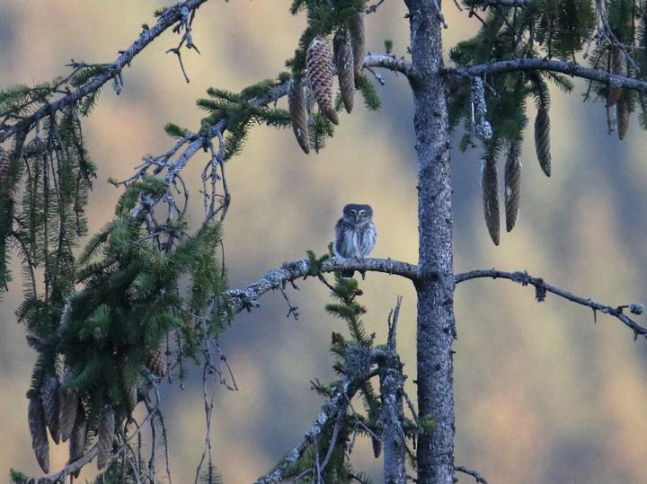Eurasian Pygmy Owl
