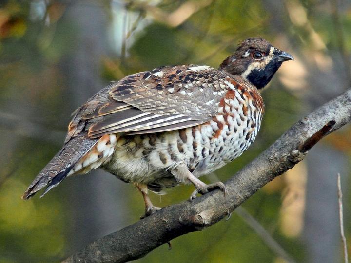 Hazel Grouse