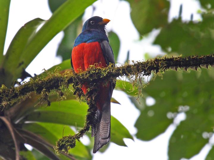 Lattice-tailed Trogon
