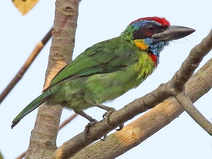 Red-crowned Barbet