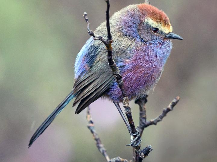 White-browed Tit-warbler
