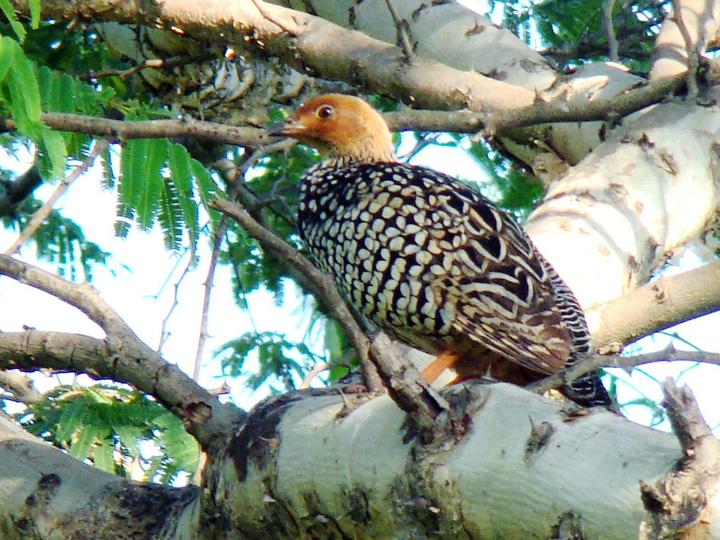 Painted Francolin