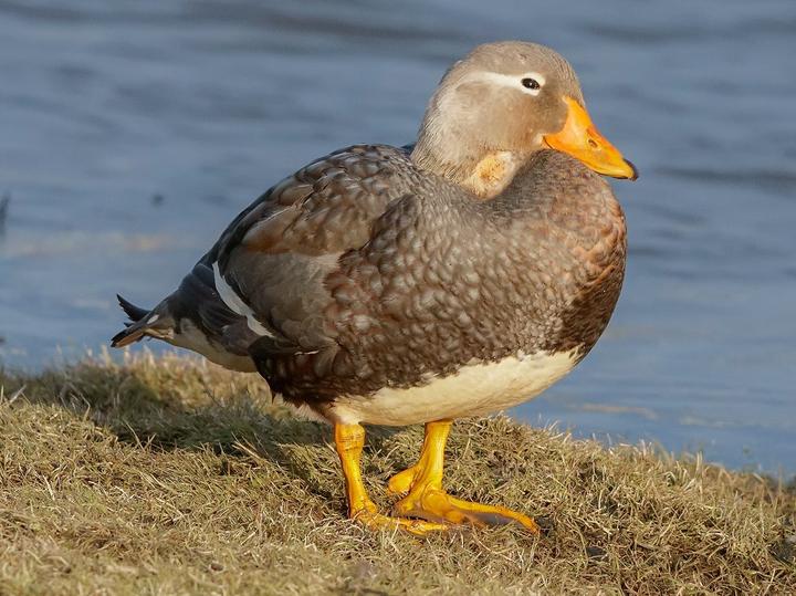 Flying Steamer Duck