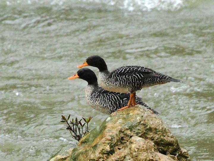 Salvadori's Teal