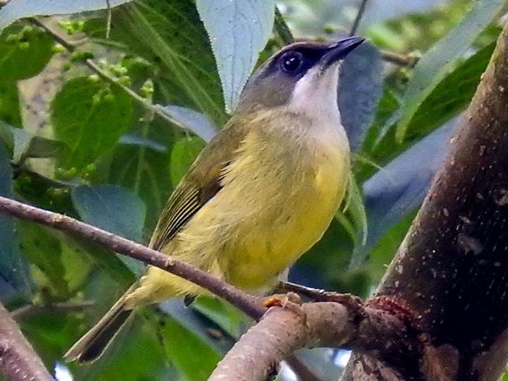 Mindanao Heleia