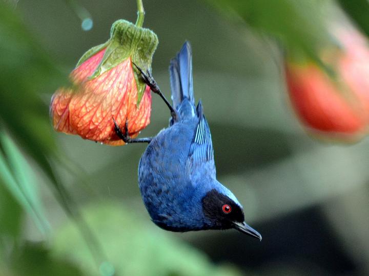 Masked Flowerpiercer
