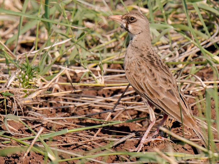 Masked Lark