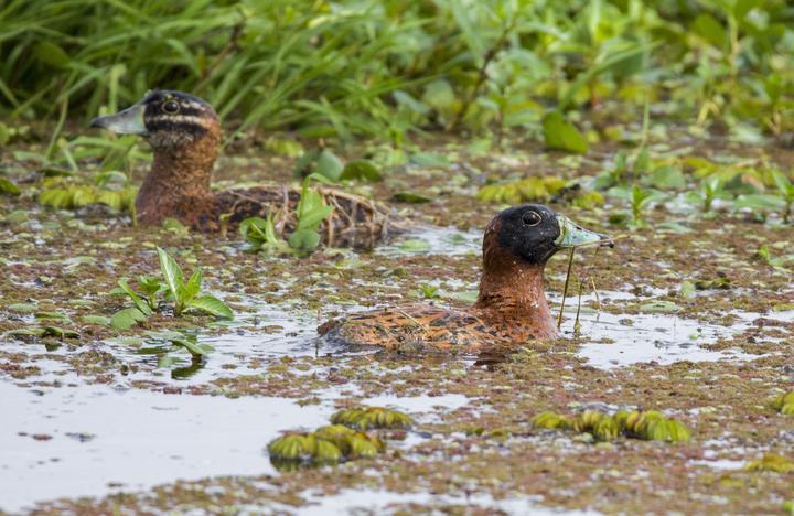 Masked Duck