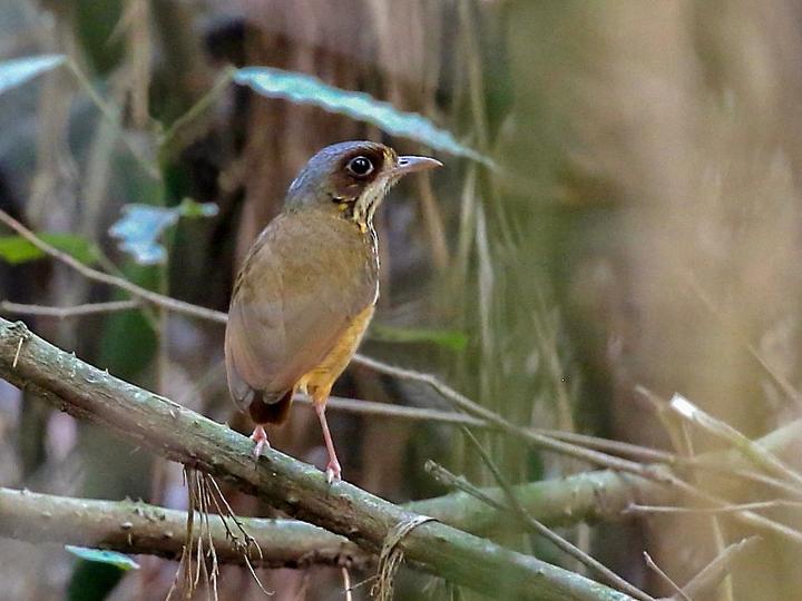 Masked Antpitta